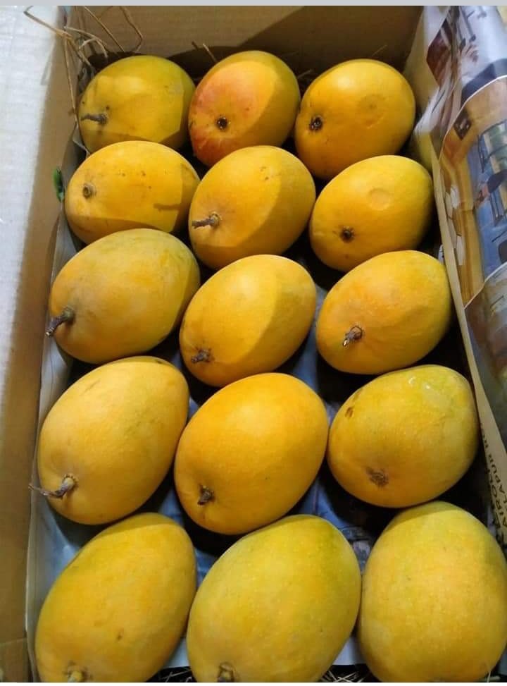 Mango Alphonso