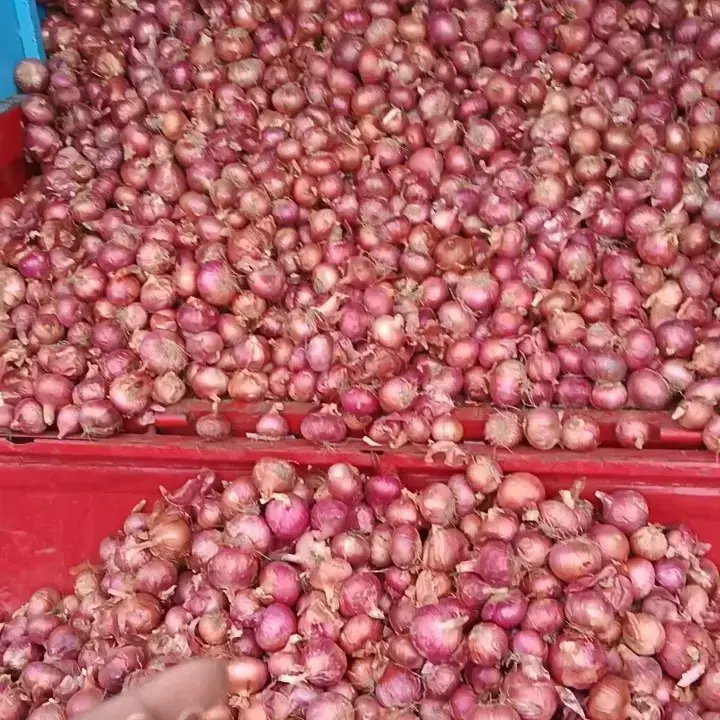 Nasik Onion Pink